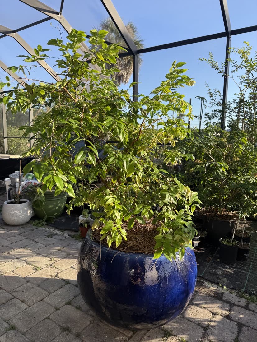 Red Jaboticaba specimen in a blue ceramic vessel
